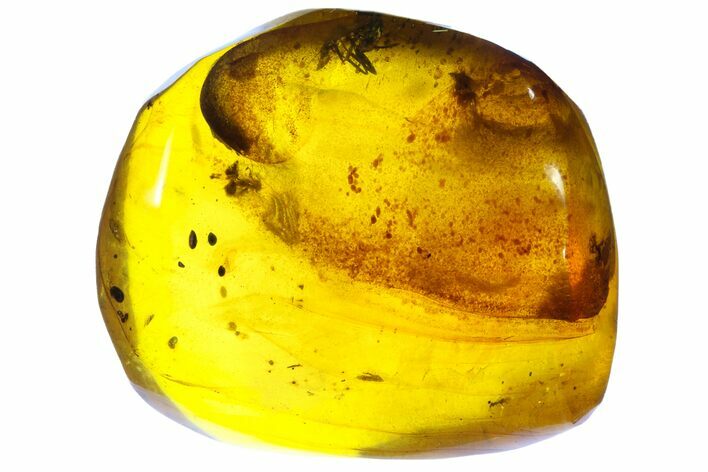 Polished Chiapas Amber With Insect Inclusion ( g) - Mexico #104308